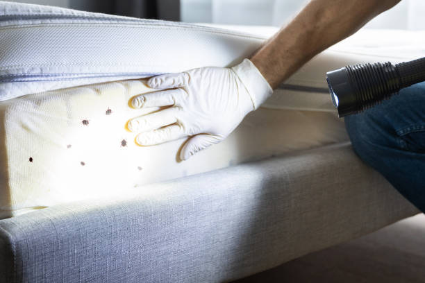 Best Rat Extermination Near Me  in Morrisville, NY